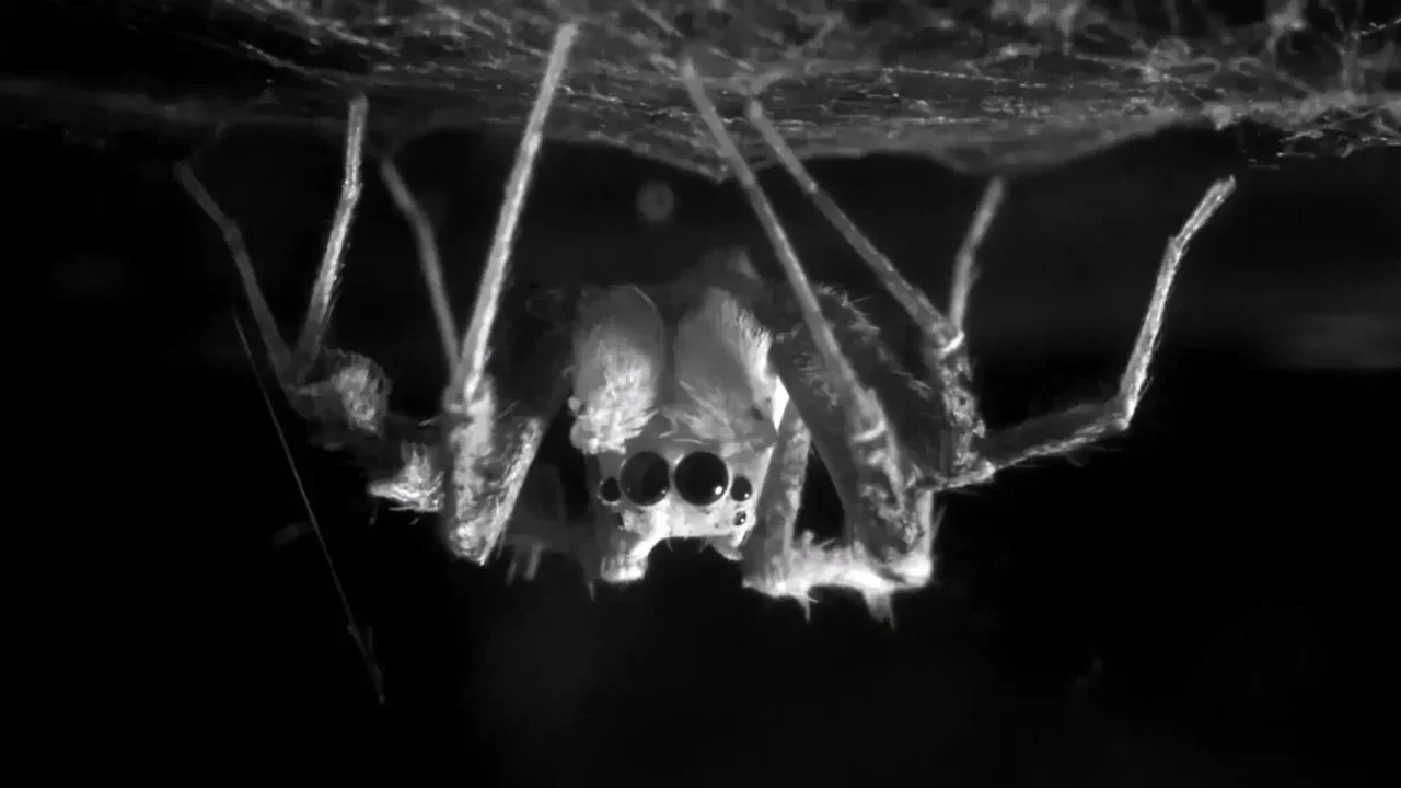 Jumping Spiders Show REM-Like Sleep and Make Up for Lost Rest