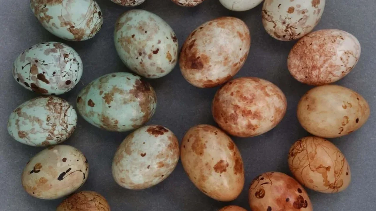 Cuckoo Finch's Egg Mimicry Is Reshaping Its Genome
