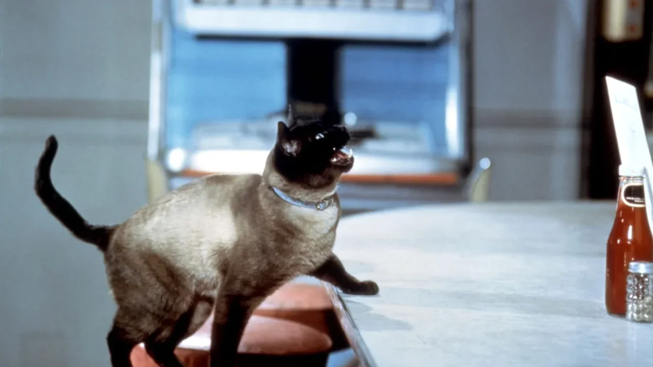 A24's New Book Celebrates More Than 700 Cats in Film