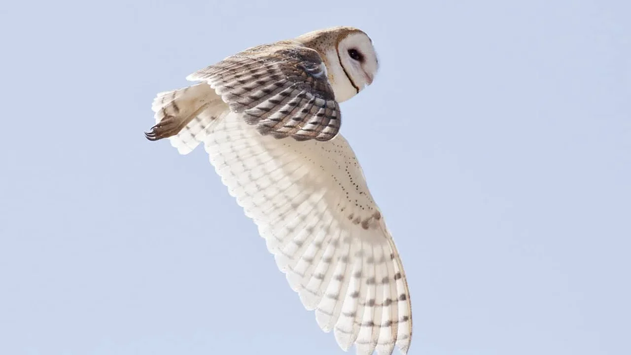 DNA Study Rewrites Barn Owls' Route Into the Americas